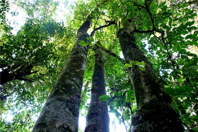 梁河县青龙山古茶园千年古茶树(何成江摄影)