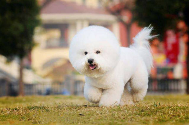 【养狗经验分享】狗绝育后怎样用碘伏,狗狗绝