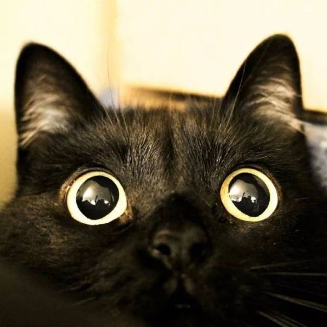这只名叫nana的黑猫,它有一双黑溜溜的大眼睛,好可爱!
