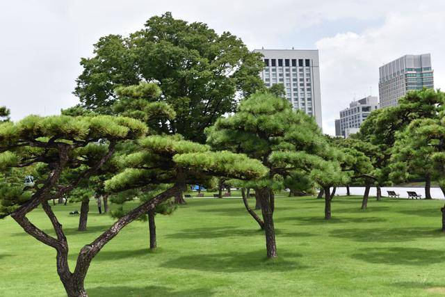 日本纪行——日本皇宫外苑里的松树