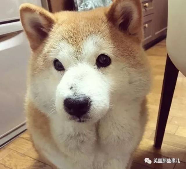 胖出个屁股下巴的柴犬,如今要靠吃豆腐努力减肥…真是闻着伤心见者