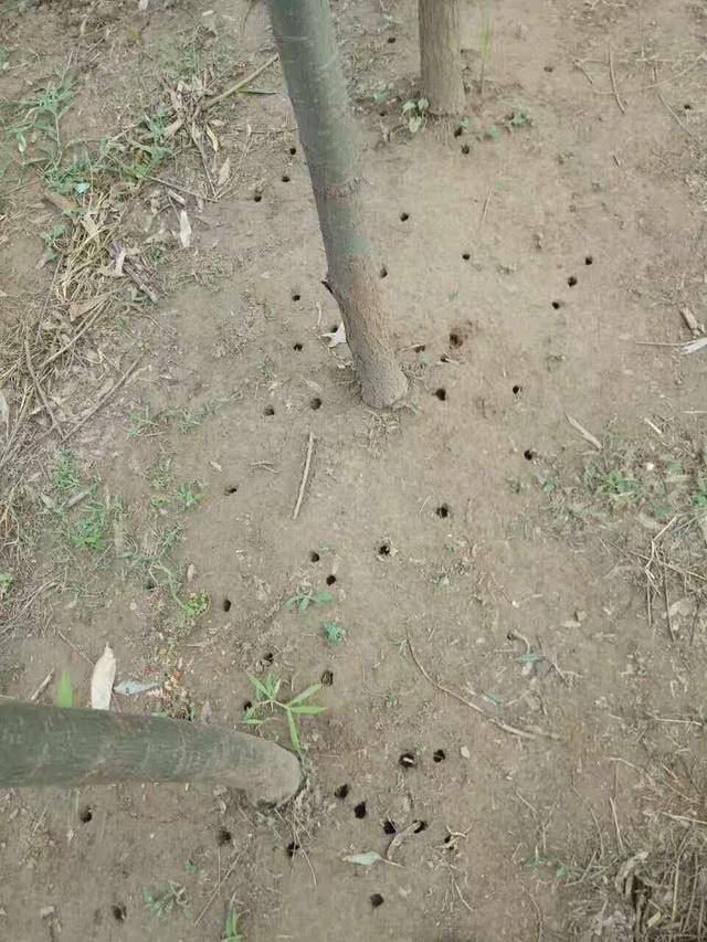 金蝉在地下生长不怕水淹吗?