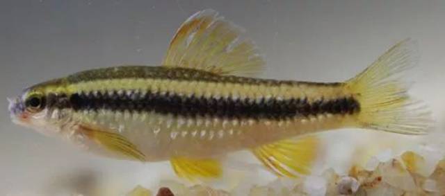 俗名:重唇魚,重口魚,土風魚,黃頭竹,黃竹 學名:hemibarbusmaculatus