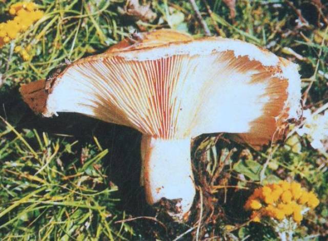 半卵形斑褶菇(有毒)