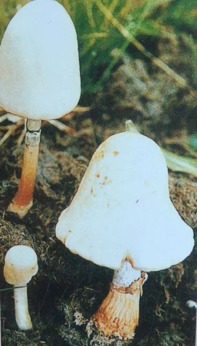 中毒后可引起幻觉反应. 叶状耳盘菌(有毒)
