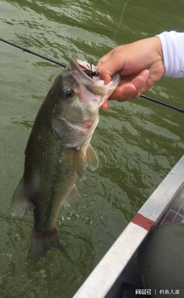 牽扯法釣魚,穩定模式爆拉大魚,保持狀態