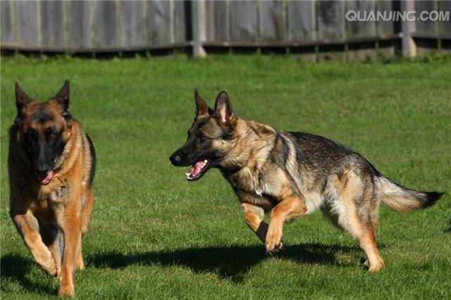 养公狗好还是养母狗好 俗话说:穷养母,富养公