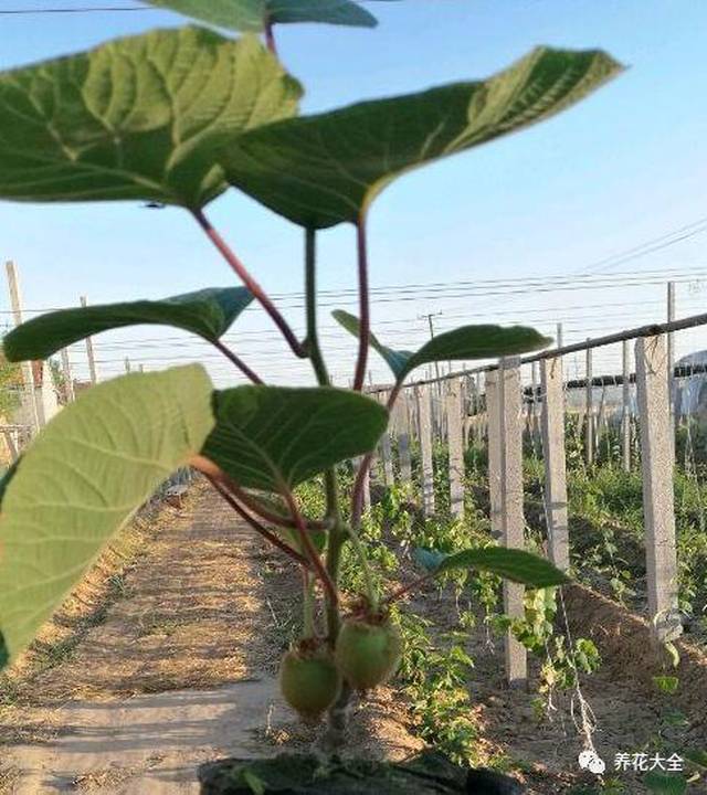 獼猴桃挖1勺種子丟盆裡,7天養成小盆栽