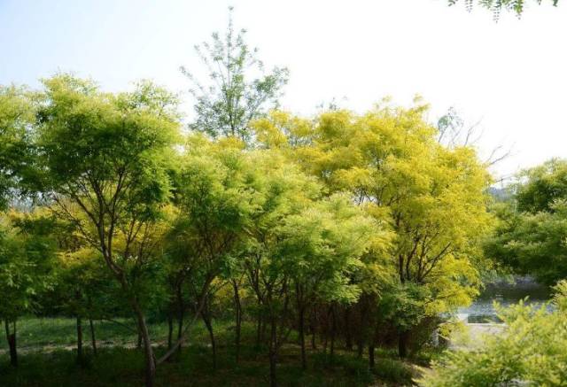 兰州,银川,西安,太原:国槐