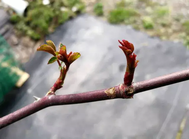 图解月季开春如何摘芽?开花才能又大又艳,花期更长