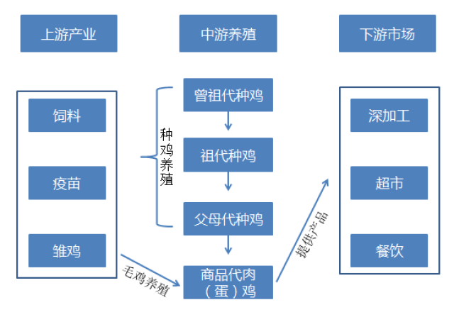 父母代种鸡和祖代种鸡都是用来培育下一代的,理论上来说,越往上一代