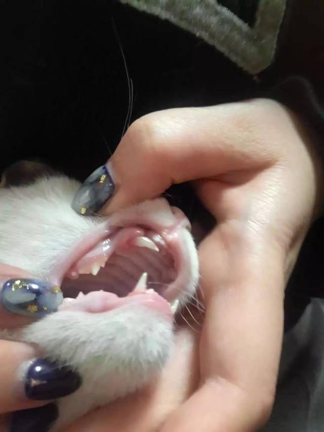 嘿,你见过小猫第一次掉牙吗?