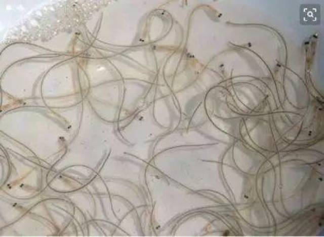 而内陆水域(包括长江)属鳗鱼苗禁捕区,又正值长江禁渔期,捕捞鳗鱼苗属