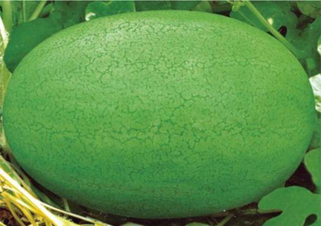 西瓜有多少品种?