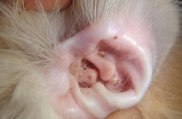 猫耳朵寄生虫图片