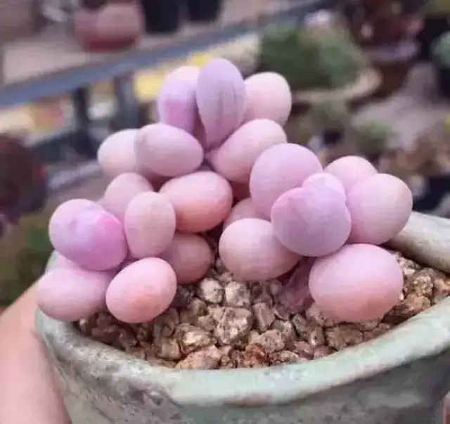 花花世界 | 桃蛋(桃之卵)该怎么养?