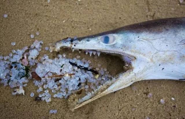 想象一下我们以前吃过的鱼,它们是否一辈子都在垃圾中间游来游去