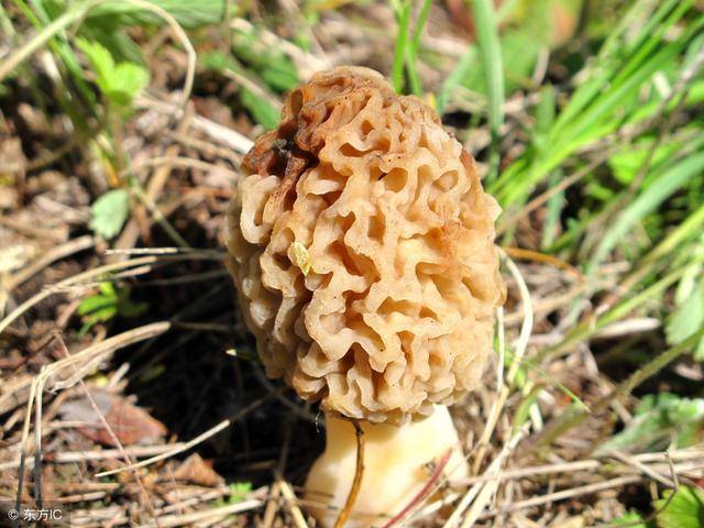 它就是羊肚菌.春回大地,万物复苏,早有青草冒出了芽.