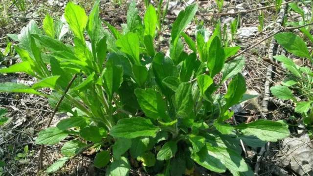春天必吃的10大野菜,堪比燕窝面膜!