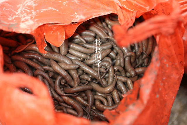 阿德土笋冻:用18年时间仅靠这种虫子,撑起了厦门半个小吃江湖