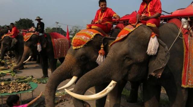 泰国喜迎大象节,大象享受皇帝般待遇,豪吃10吨水果蛋糕