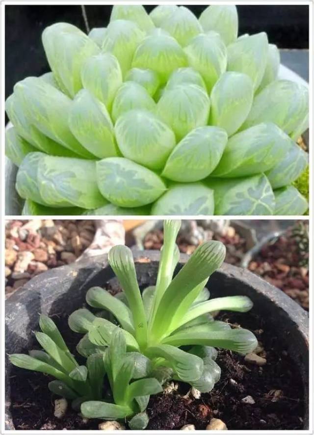 山地玫瑰