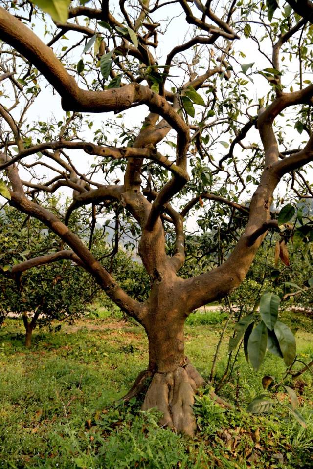 黑虎山村是宜昌市著名的蜜柑产区,眼前的这片老柑橘树,有一批树是1961