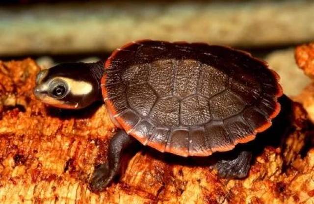 圆澳龟能长多大图片