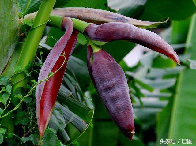 云南春天,以花为食,还有那些你吃过却叫不出名字的野菜-美食频道-手机