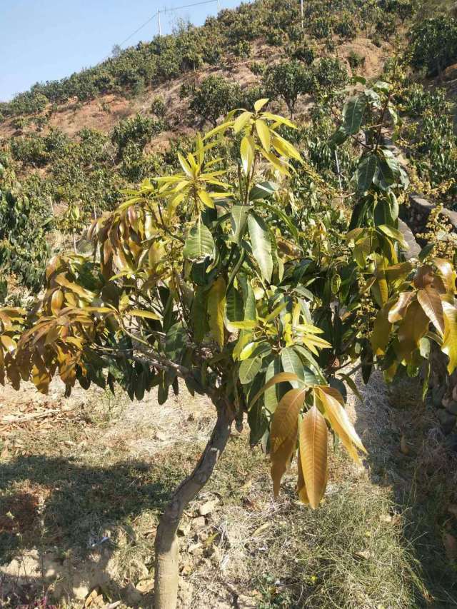 芒果树使用中草药制剂青枯立克灌根后的效果图片展示