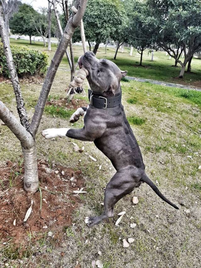比特犬时而蠢时而萌的日常生活记录