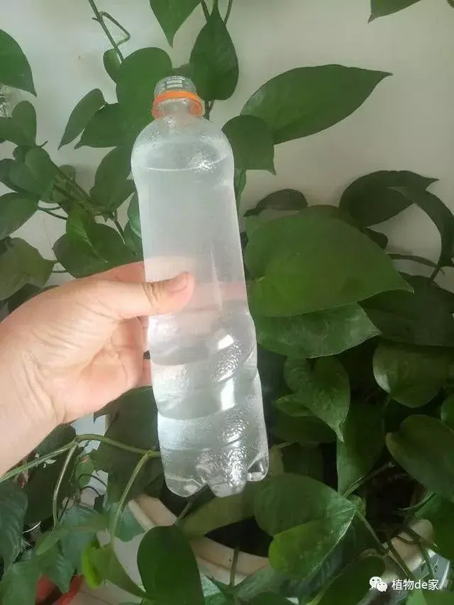 绿萝长的慢,黄叶,教你这样浇水施肥,叶片泼墨般浓绿,嗷嗷的长