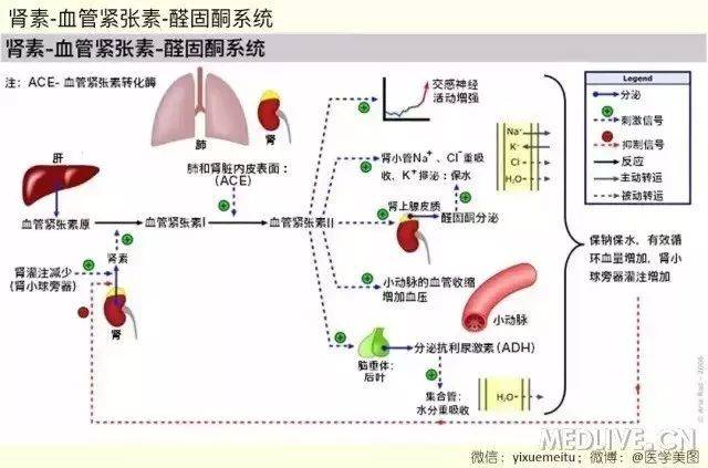 肾素-血管紧张素-醛固酮系统