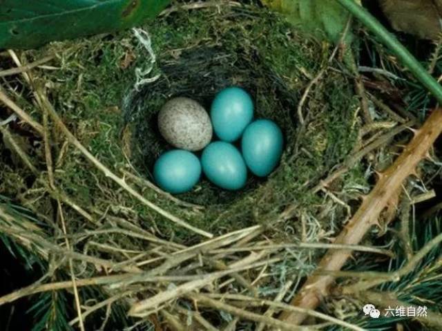 乘宿主鸟离巢外出时快速寄生产卵,每飞到一个巢窝里只产一个杜鹃鸟蛋