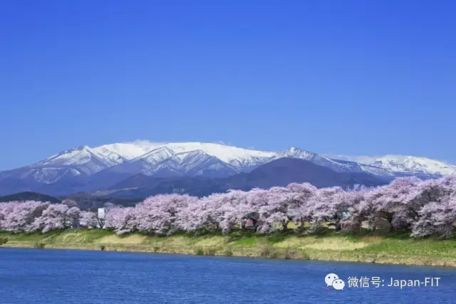 去日本看櫻花不去櫻樹成林的地方那不叫賞櫻名所,看看這幾處你就知道