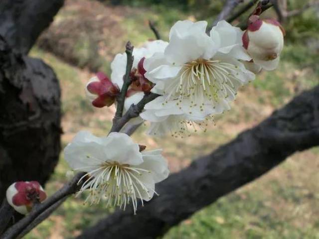 梅花常见品种图片