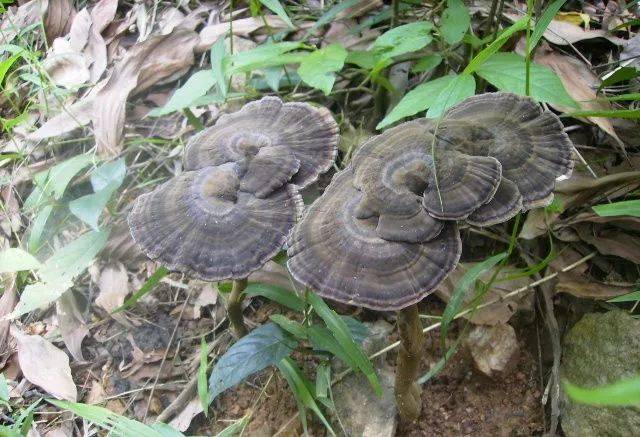 karst),外形呈伞状,菌盖肾形,半圆形或近圆形,为多孔菌科真菌灵芝的子