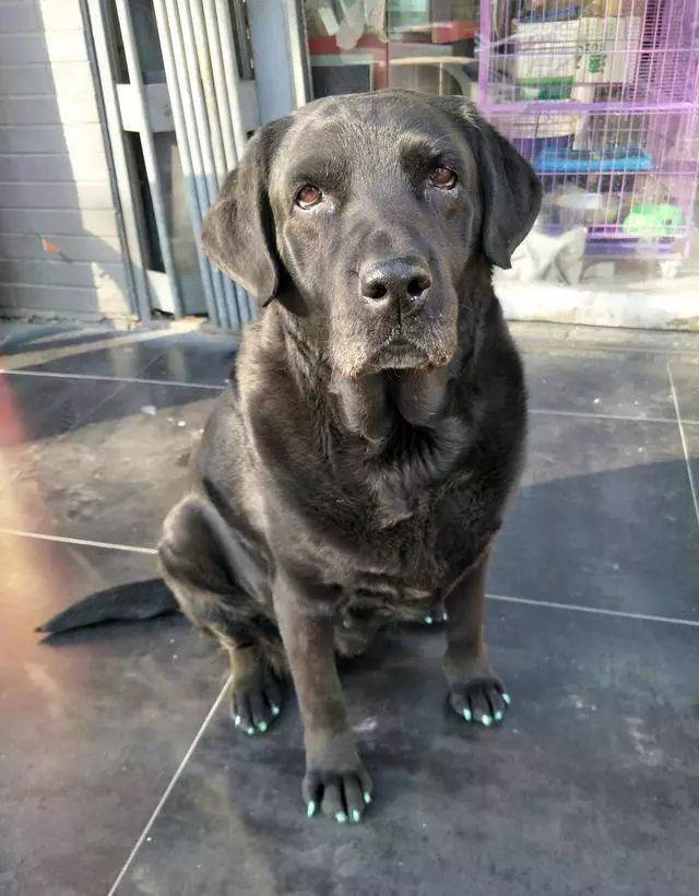 这黑狗做个白指甲还是很明显的好吧