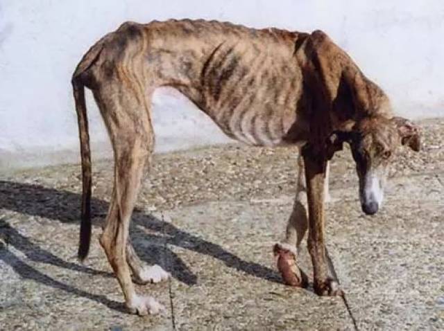 西班牙的街上随处可见骨瘦如柴的灵缇犬,它们被当成「坏掉的工具」,像