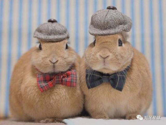 兔子突然不吃东西了,是怎么回事?