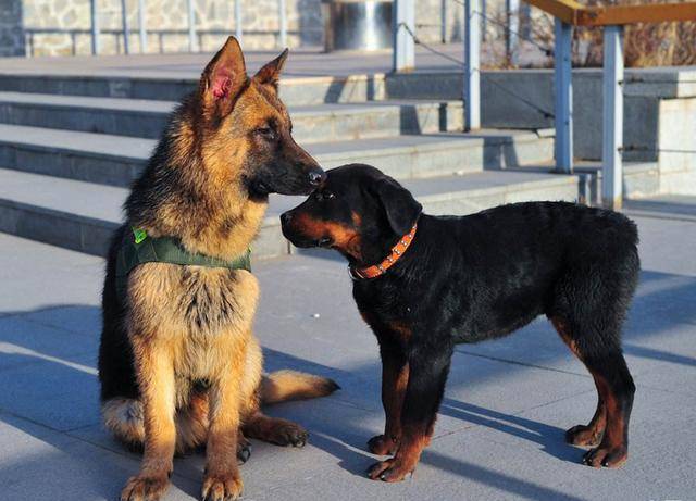 想养一只护卫犬德牧vs罗威纳谁更好