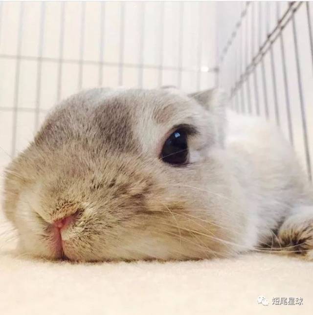 兔子突然不吃东西了,是怎么回事?