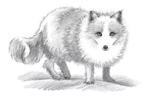 白狐的画法图片