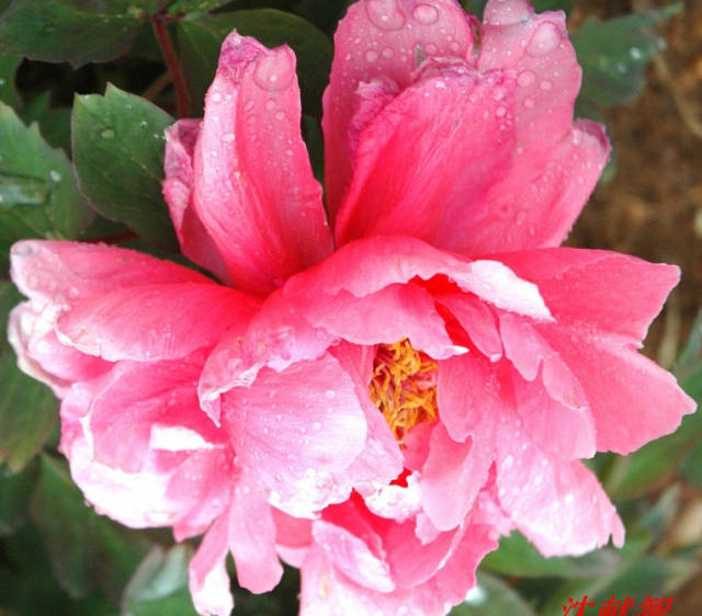 随州市尚市镇2018年桃花节:尚市牡丹让人醉