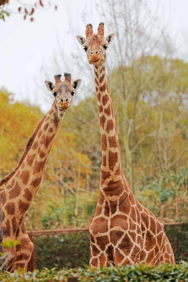 你对长颈鹿是不是有什么误解?