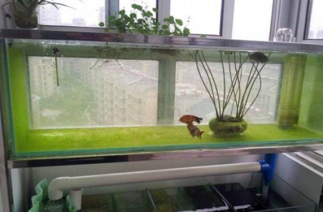 给鱼缸填上一抹春色 — 金鱼缸绿地毯实战培植