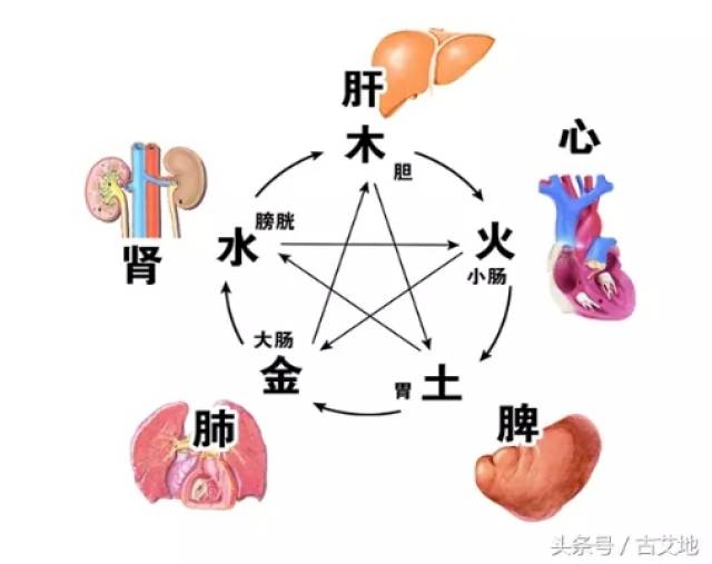 中醫養生基礎五臟六腑分佈圖