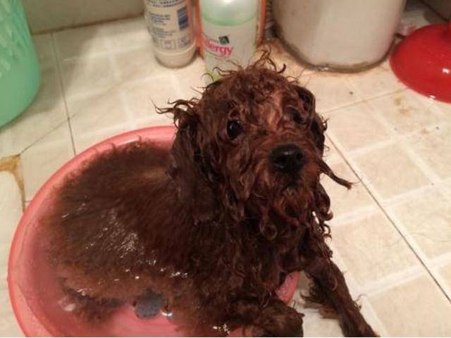 天后在给它洗澡,还有就是刚打完疫苗后的一个星期内也不能给泰迪洗澡