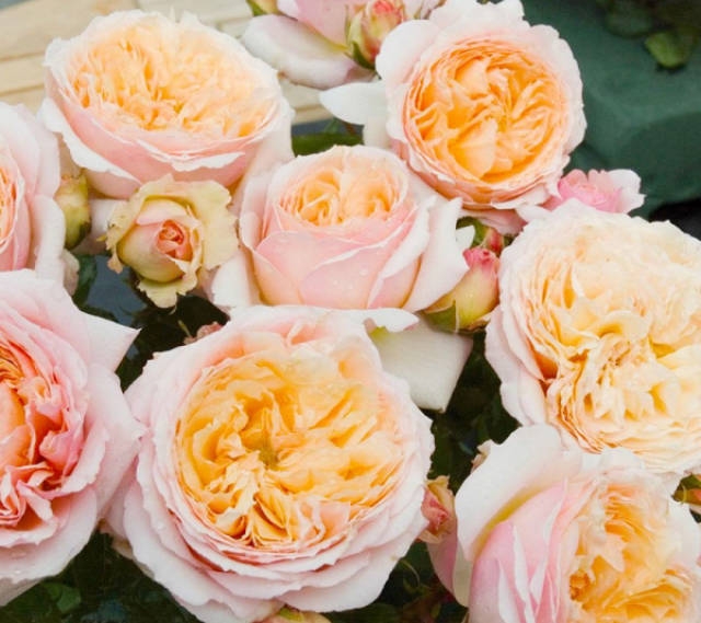 这些月季竟然有水果香味!让人不止想闻还想咬一口