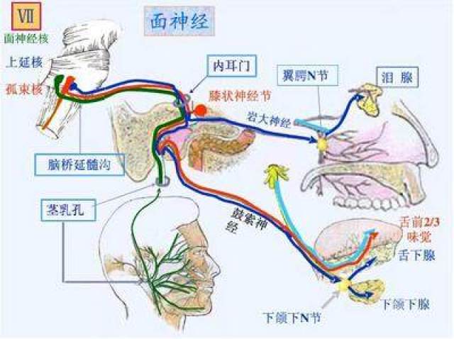 针灸治疗面神经麻痹是目前最好的方法之一